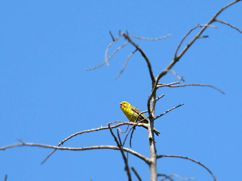 Verzellino...la seguenza del canto